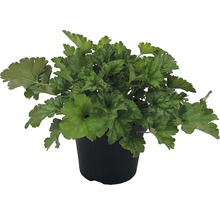 Heuchera Pflanze im Topf