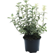 Kriechspindel FloraSelf Euonymus fortunei 'Harlekin' H 5-15 cm Co 1 L