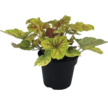 Heuchera in einem Topf