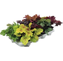 Verschiedene Heuchera Pflanzen in einer Anzuchtplatte.