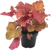 Heuchera Pflanze in einem Topf