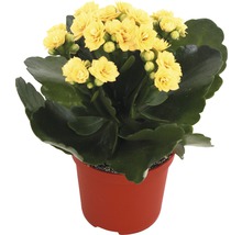 Gelbe Kalanchoe im Topf