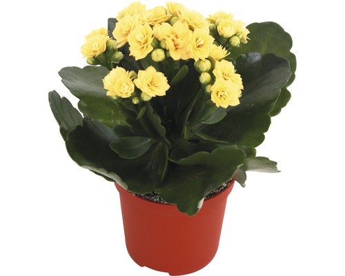 Gelbe Kalanchoe im Topf