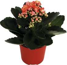 Flammendes Käthchen im Topf