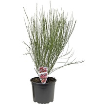 Ginster in einem Topf