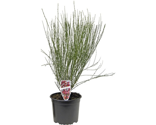 Elfenbein-Ginster FloraSelf Cytisus praecox 'Hollandia' H 40-60 cm Co 1,5 L Ginster in einem Topf