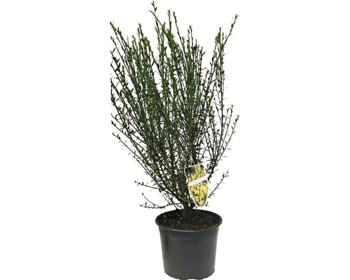 Gelber Ginster FloraSelf Cytisus scoparius 'Luna' H 40-60 cm Co 2 L