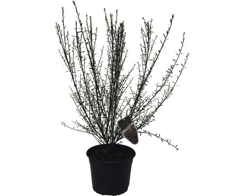 Im Topf gezogener Strauch mit Etikett