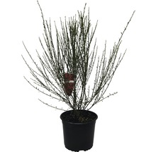 Topfpflanze mit vielen Ästen in einem Pflanzgefäß