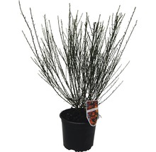 Rose im Topf ohne Blätter