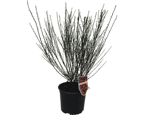 Rose im Topf ohne Blätter