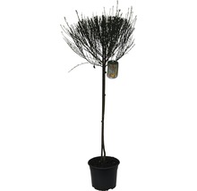 Einzelner Zierstrauch im Topf