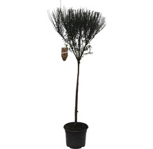 Gelborange Ginster Stamm 60 cm FloraSelf Cytisus scoparius 'La Coquette' Gesammthöhe 80-100 cm Co 4 L