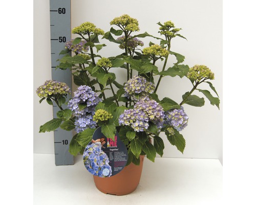 Gartenhortensie im Topf mit lila Blüten