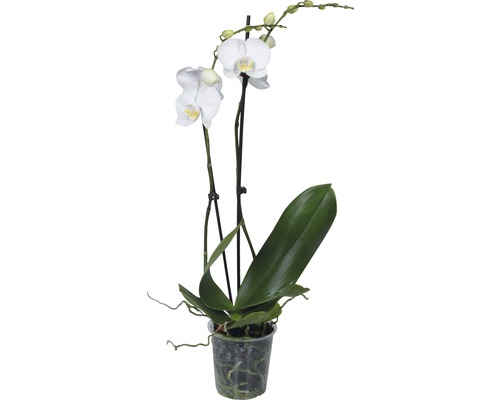 Schmetterlingsorchidee FloraSelf Phalaenopsis multiflora 'Springtime' H 55-70 cm Ø 12 cm Topf 2 Rispen weiß