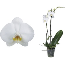 Schmetterlingsorchidee FloraSelf Phalaenopsis multiflora 'Springtime' H 55-70 cm Ø 12 cm Topf 2 Rispen weiß-thumb-2