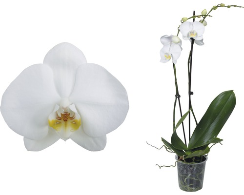 Weiße Schmetterlingsorchidee im Topf