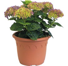 Hortensie im Topf