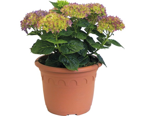 Hortensie im Topf