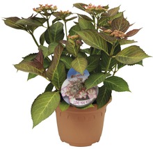 Hortensie ''Love You Kiss'' im Topf