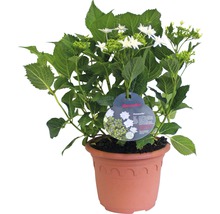 Gefäß mit Hortensie Sorte Fireworks