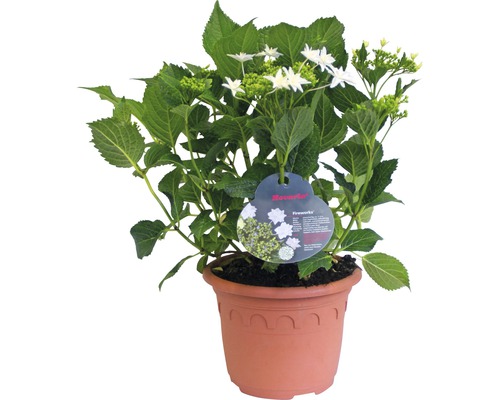 Gefäß mit Hortensie Sorte Fireworks