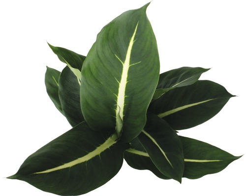 Dieffenbachia Zimmerpflanze mit gestreiften Blättern