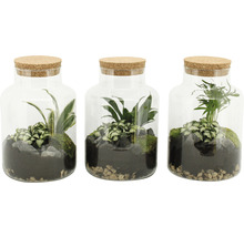 Drei Pflanzenterrarien in Glasbehältern mit Korkdeckeln, gefüllt mit Erde, Steinen, Moos und verschiedenen Pflanzen