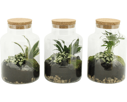 Drei Pflanzenterrarien in Glasbehältern mit Korkdeckeln, gefüllt mit Erde, Steinen, Moos und verschiedenen Pflanzen