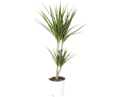 Drachenbaum FloraSelf Dracaena massangeana 'Marginata' H ca. 80 cm Ø 17 cm Topf Drachenbaum im Topf