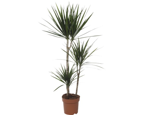 Drachenbaum FloraSelf Dracaena massangeana 'Marginata' H 80-90 cm Ø 21 cm Topf Drachenbaum im Topf