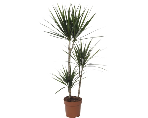 Drachenbaum FloraSelf Dracaena massangeana 'Marginata' H 80-90 cm Ø 21 cm Topf