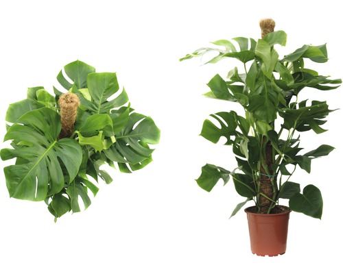 Zwei Ansichten einer Monstera Zimmerpflanze im Topf mit Rankhilfe