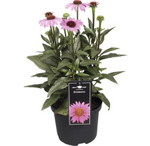 Echinacea Pflanze im Topf