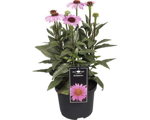 Echinacea Pflanze im Topf