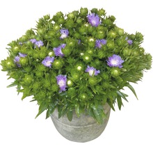 Aster Topfpflanze mit lila Blüten in einem Topf