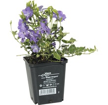 Immergrün ''Ralph Shugert'' im Topf