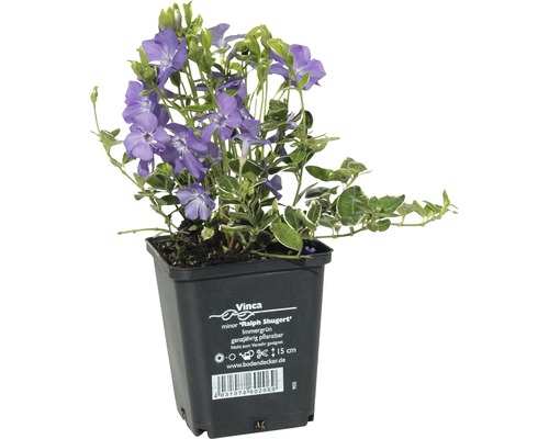 Immergrün ''Ralph Shugert'' im Topf