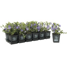 Bodendecker Vinca minor im Topf, Mehrfachpack