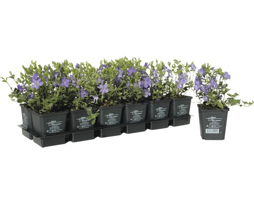 Bodendecker Vinca minor im Topf, Mehrfachpack