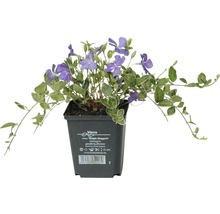 Immergrün ''Ralph Shugert'' im Topf