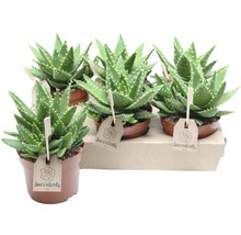 Mehrere Aloe Vera Sukkulenten in Töpfen