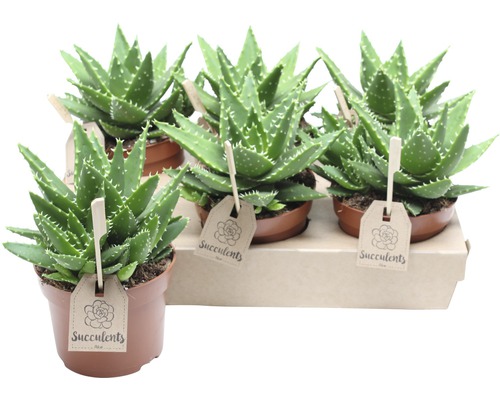 Mehrere Aloe Vera Sukkulenten in Töpfen