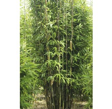 Bambuspflanze mit grünen Blättern und Halmen.