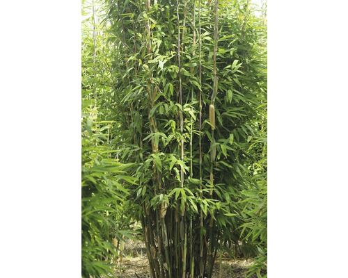 Bambuspflanze mit grünen Blättern und Halmen.