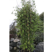 Bambuspflanze im Topf für den Garten