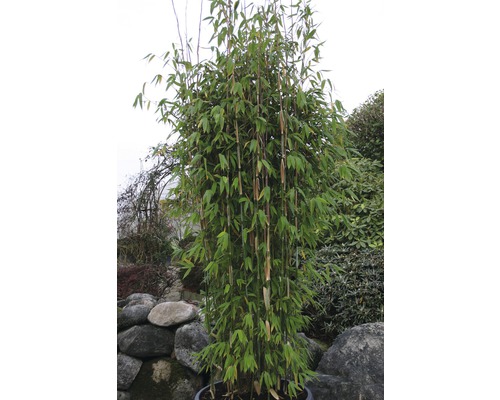 Bambuspflanze im Topf für den Garten