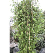 Bambus mit grünen Blättern im Garten.