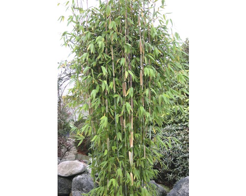 Bambus mit grünen Blättern im Garten.