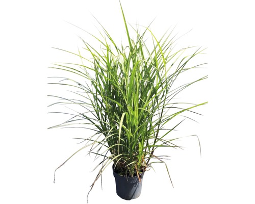 Chinaschilf 'Oktoberfest' FloraSelf Miscanthus sinensis 'Oktoberfest' H 40-100 cm Co 6 L